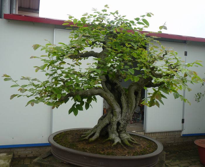P1050055.JPG