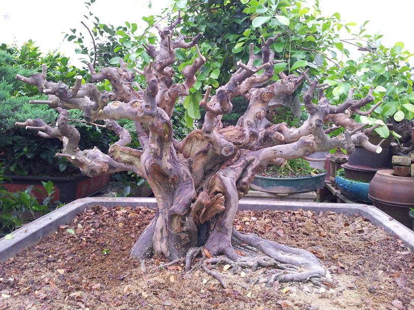 20140420_16481201.JPG