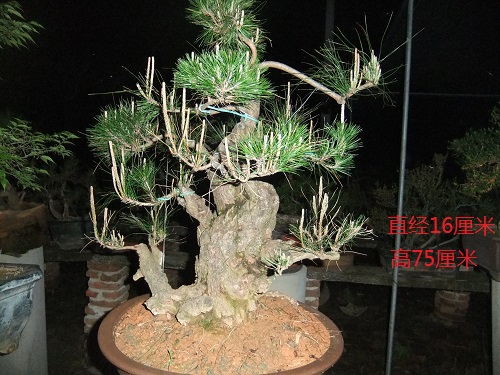 DSCF9432.JPG