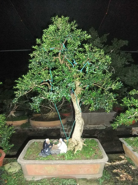 DSCF8716_ת_ת.JPG