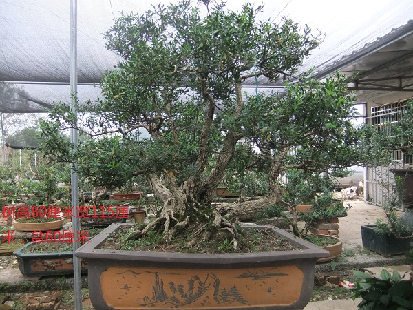 DSCF8550.JPG