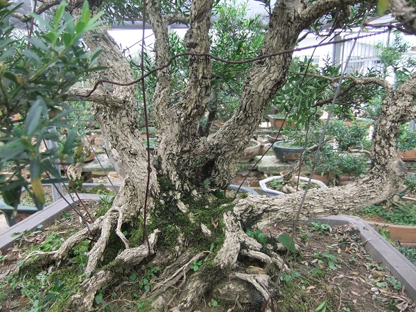 DSCF8552.JPG