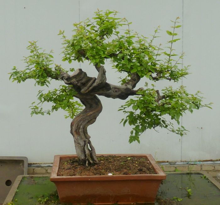P1050065.JPG