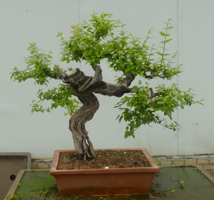 P1050066.JPG