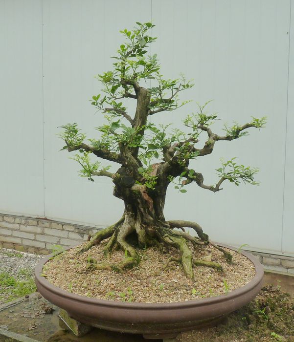 P1050073.JPG