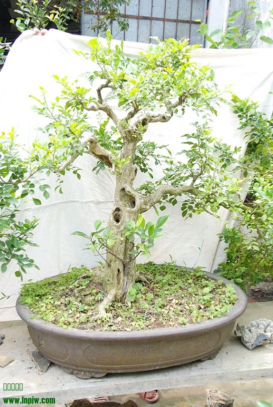 DSC_0044.JPG