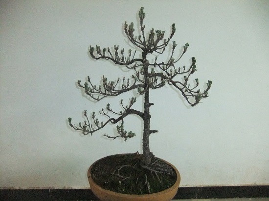 DSCF9485.JPG