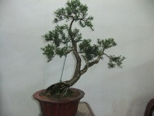 DSCF8345.JPG