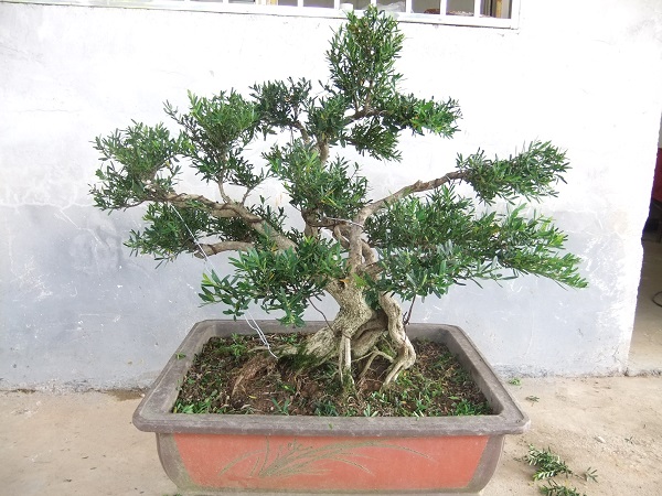 DSCF8371.JPG