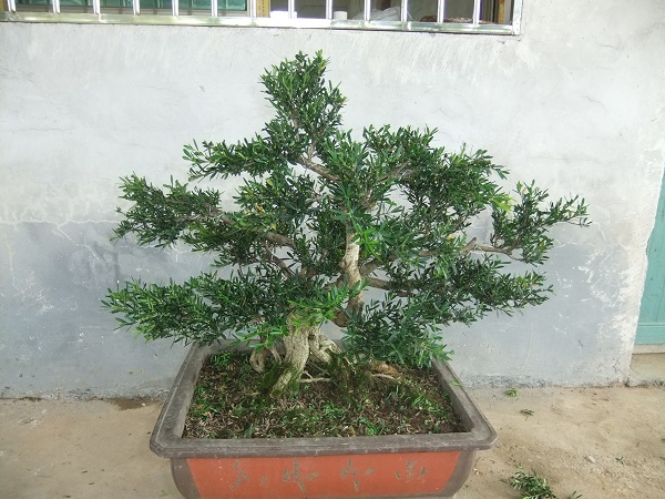 DSCF8375.JPG