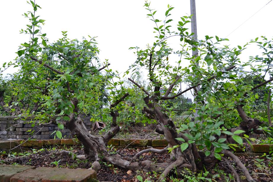 DSC_0143.JPG
