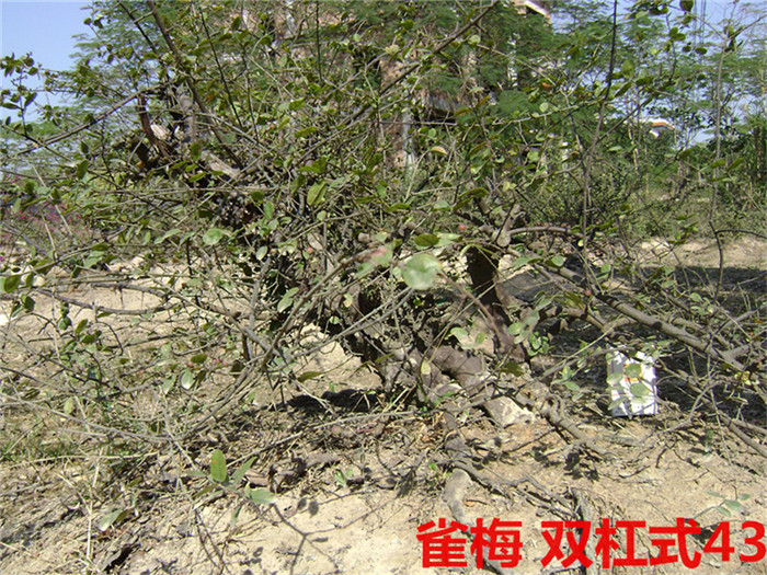 DSC04060_.jpg