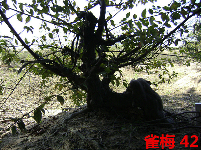 DSC04056_.jpg