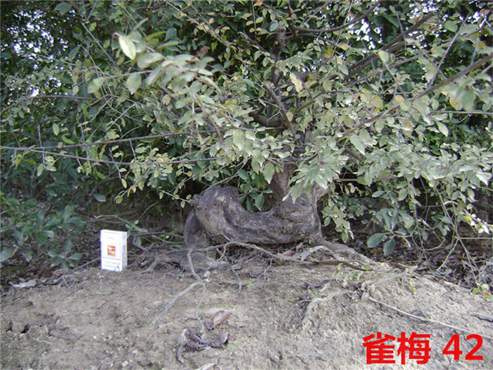 DSC04058_.jpg