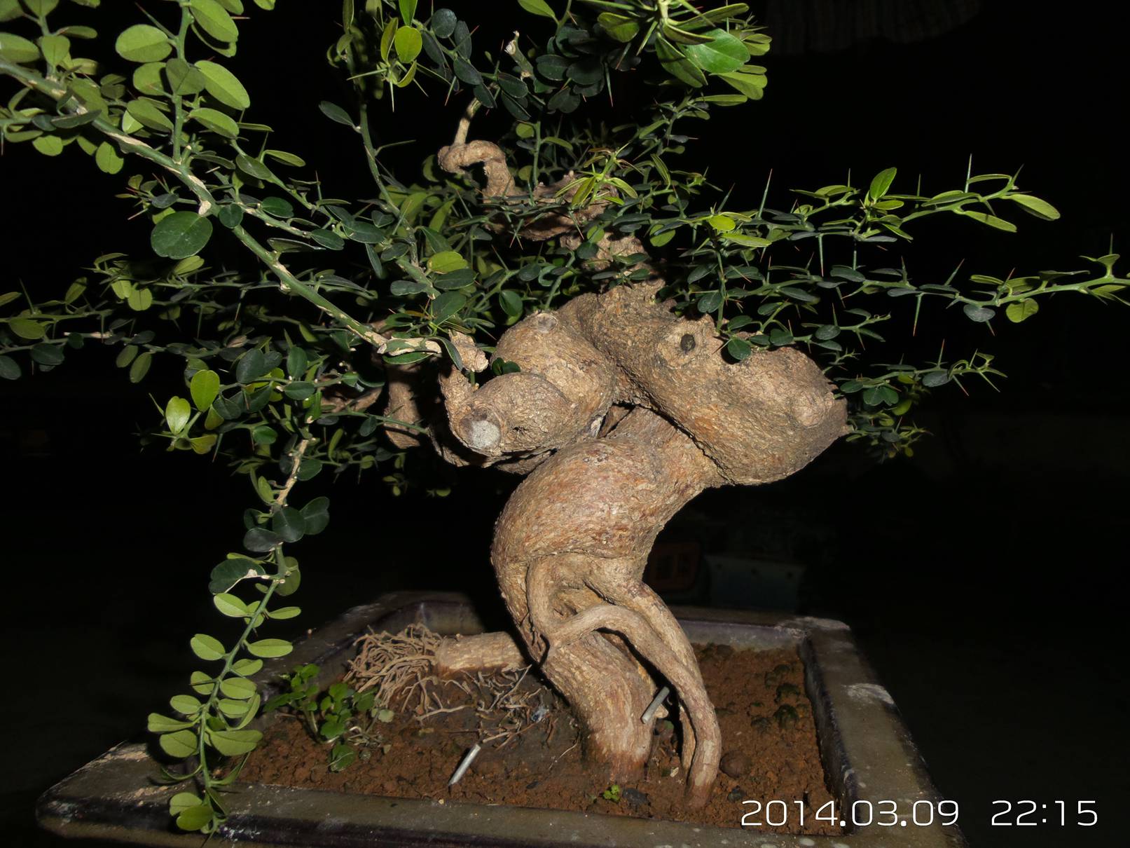 20140309_221526.jpg