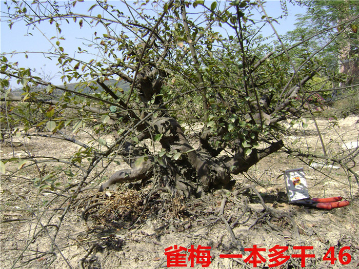 DSC04066_.jpg