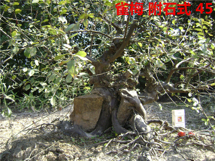 DSC04064_.jpg