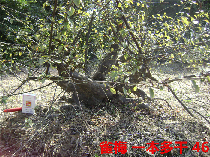 DSC04065_.jpg