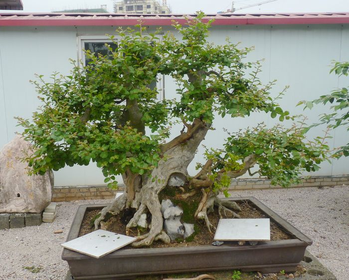 P1050083.JPG