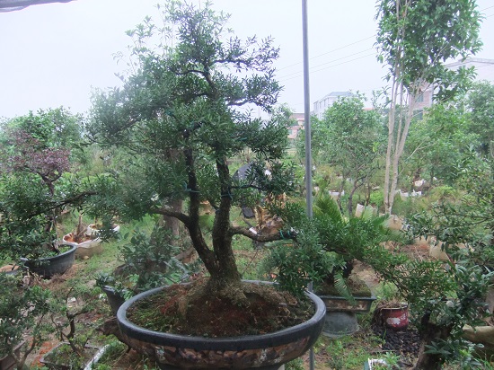 DSCF9491.JPG