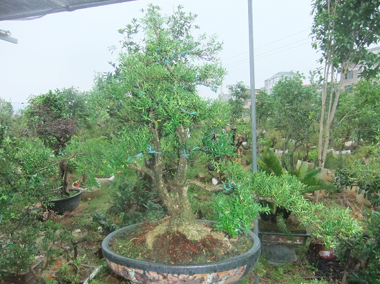 DSCF9492.JPG