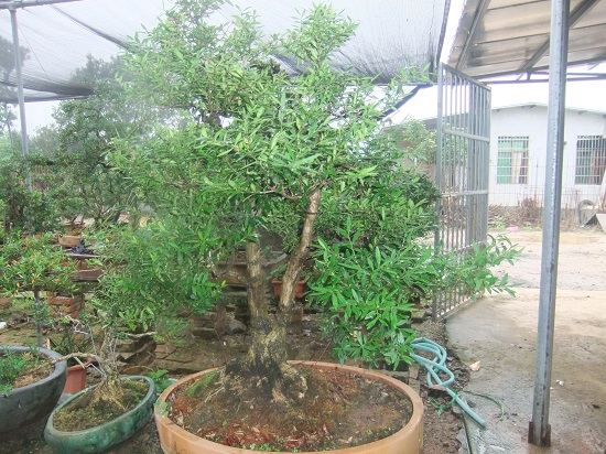 DSCF9494.JPG