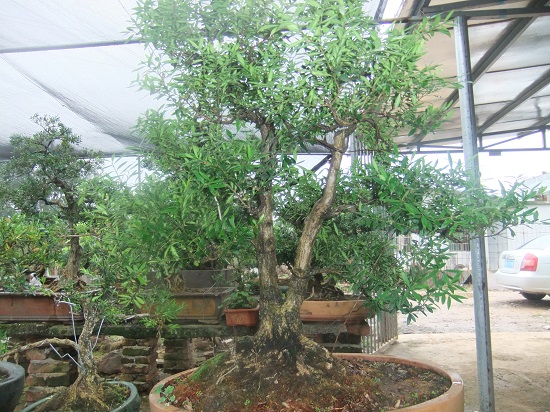 DSCF9498.JPG