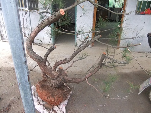 DSCF9341.JPG