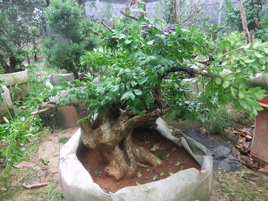 DSCF9501.JPG