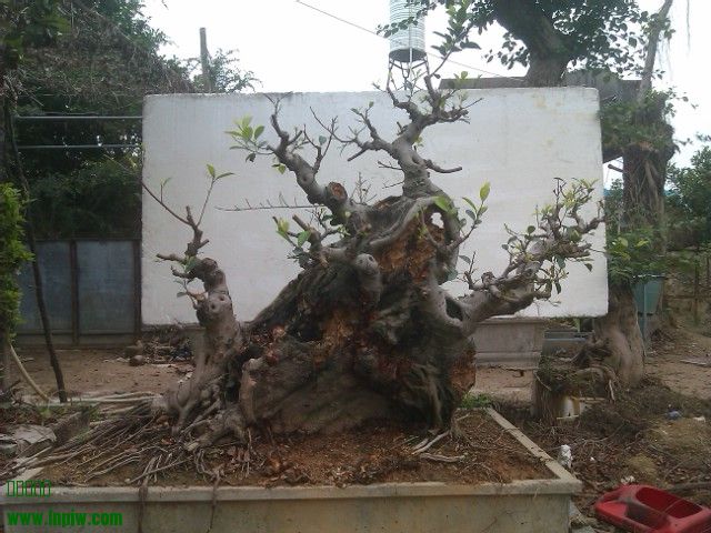 IMAG0171.jpg