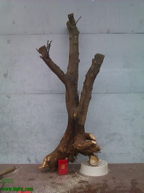 IMAG0165.jpg