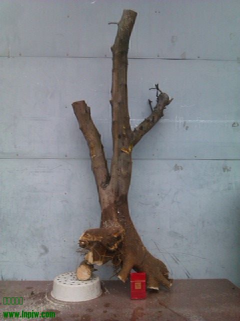 IMAG0166.jpg