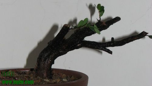 IMG_8526_СС.JPG