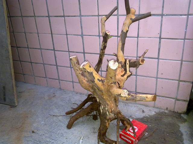 01081.jpg