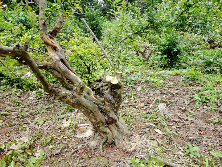 DSC06108_conew1.jpg