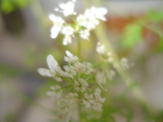 DSC01697.JPG