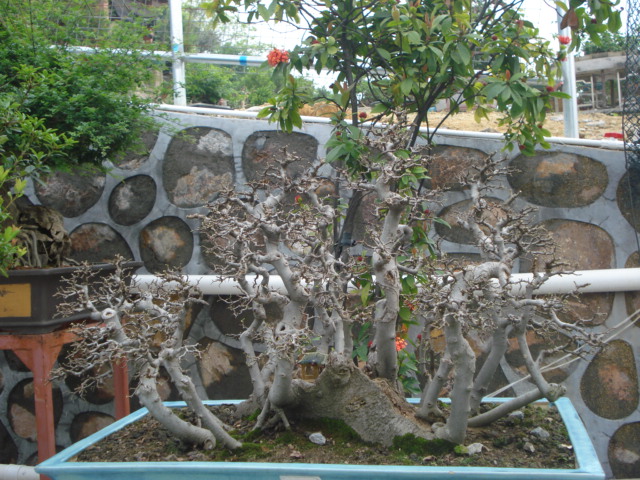 DSC01786.JPG