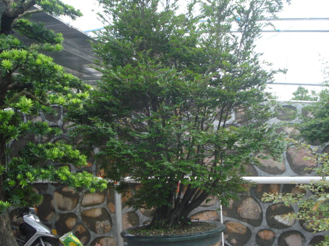 DSC01777.JPG