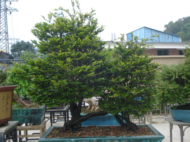DSC01790.JPG