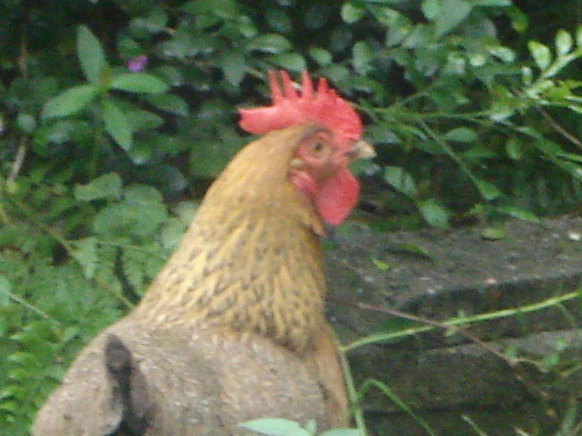 DSC09734.JPG