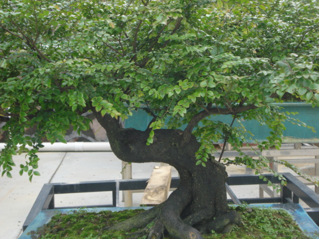 DSC01778.JPG