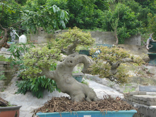 DSC09723.JPG