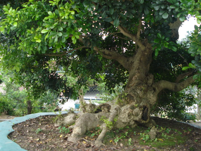 DSC01795.JPG