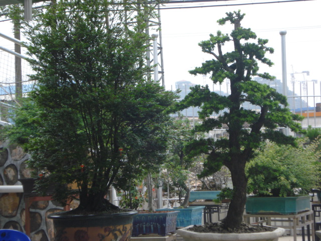 DSC01804.JPG