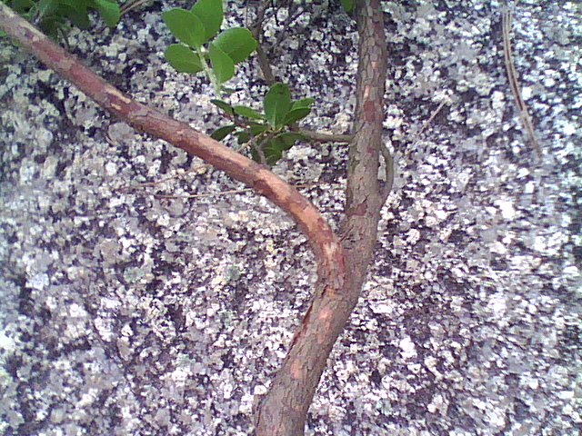 DSC_0000161.jpg