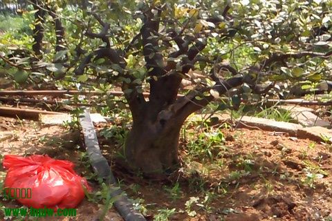 IMG00142.jpg