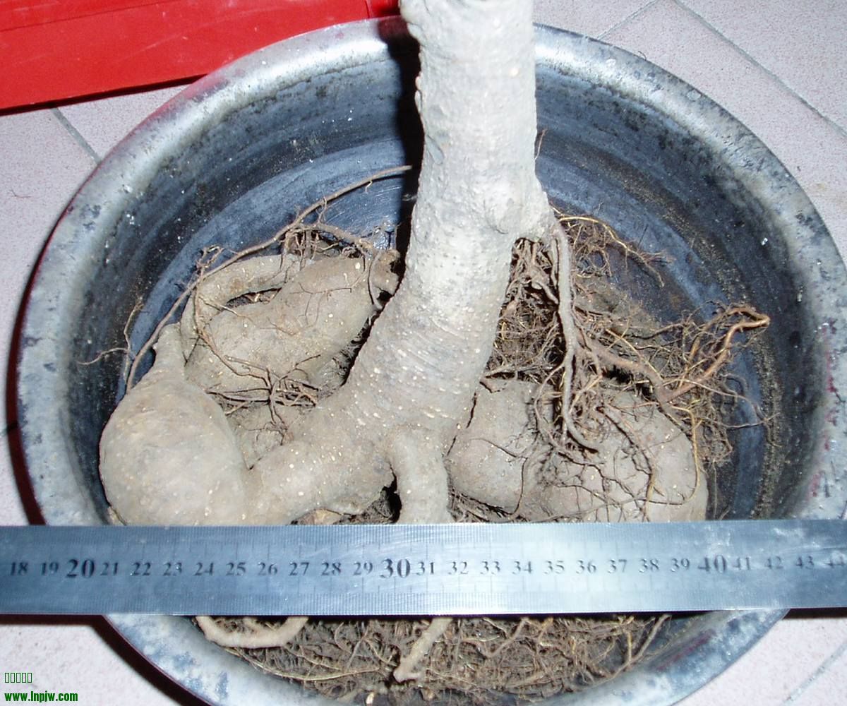 P1010006.JPG