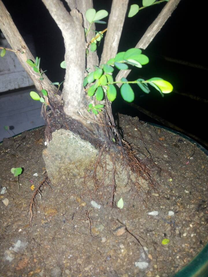 QQͼƬ20140506191746.jpg