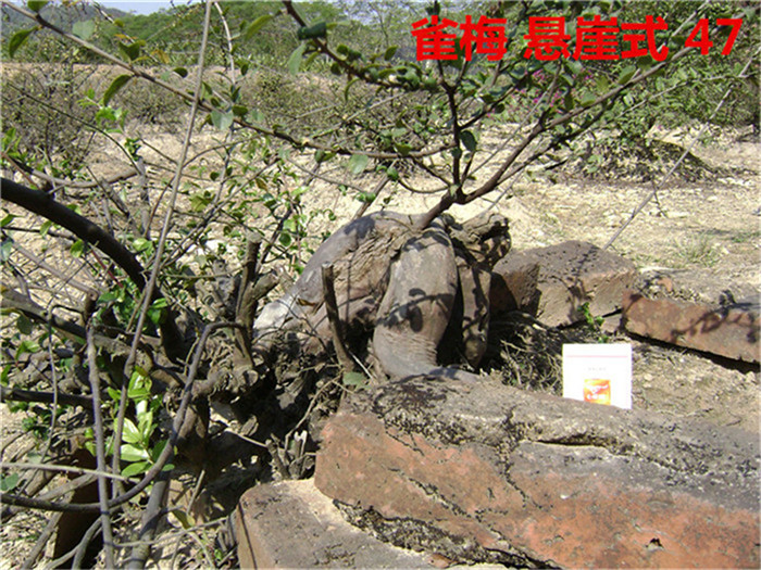 DSC04067_.jpg