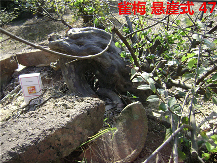 DSC04068_.jpg